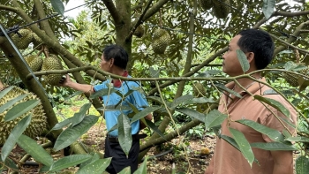 Giá sầu riêng tăng vọt chốt vội cả trái non, vì sao tỉnh Đắk Lắk cảnh báo nguy cơ "vỡ trận"?