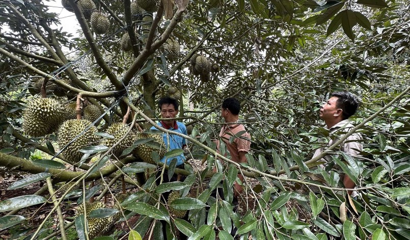 Nếu giá sầu riêng ở mức cao như hiện nay, người nông dân sẽ lãi lớn.