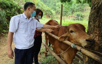 Tăng cường năng lực quản lý kiểm soát dịch bệnh động vật và bảo đảm an toàn thực phẩm động vật