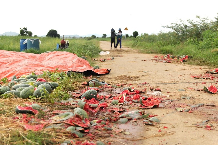 Dưa hấu hỏng bị vứt khắp ruộng.
