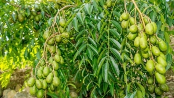 5 loại quả có đầy ở góc vườn quê, thế giới thì ca ngợi mà có loại người Việt ngó lơ