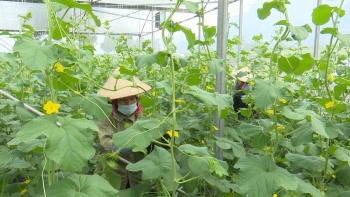 Nông dân vùng cao trước trồng lúa lo đủ ăn, giờ lãi trăm triệu từ những cây trồng mới