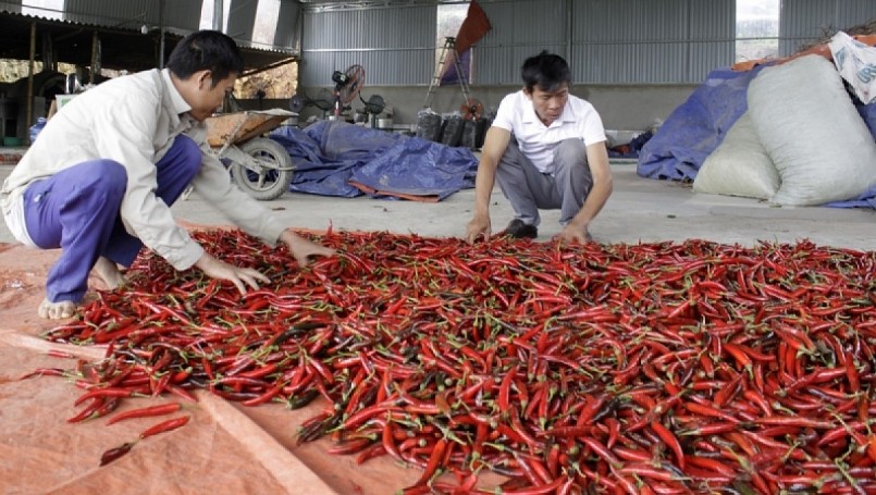 Ớt sau thu hoạch được chế biến công nghiệp, tạo giá trị cao.