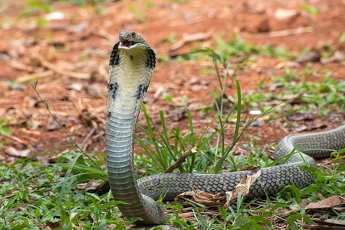 Khi trẻ bị rắn cắn, , trẻ cần được đưa đến bệnh viện càng sớm càng tốt Khi trẻ bị rắn cắn, , trẻ cần được đưa đến bệnh viện càng sớm càng tốt