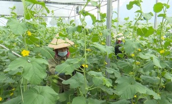 Nông dân vùng cao trước trồng lúa lo đủ ăn, giờ lãi trăm triệu từ những cây trồng mới