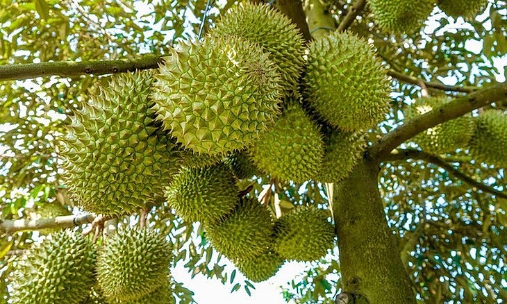 Tính đến nay, Việt Nam mới chỉ có hơn 300 mã số vùng trồng, hơn 100 cơ sở đóng gói.