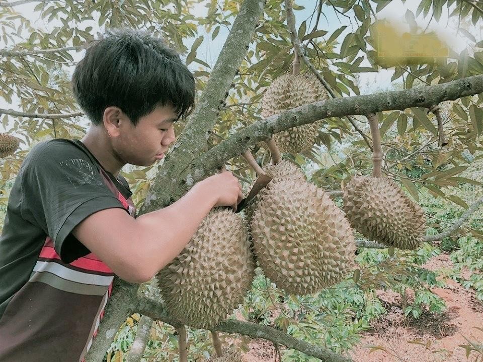 Bài 1: Hợp tác xã cây ăn trái Krông Pắc vì sao bị thu hồi giấy đăng ký chứng nhận? Bài 1: Hợp tác xã cây ăn trái Krông Pắc vì sao bị thu hồi giấy đăng ký chứng nhận?