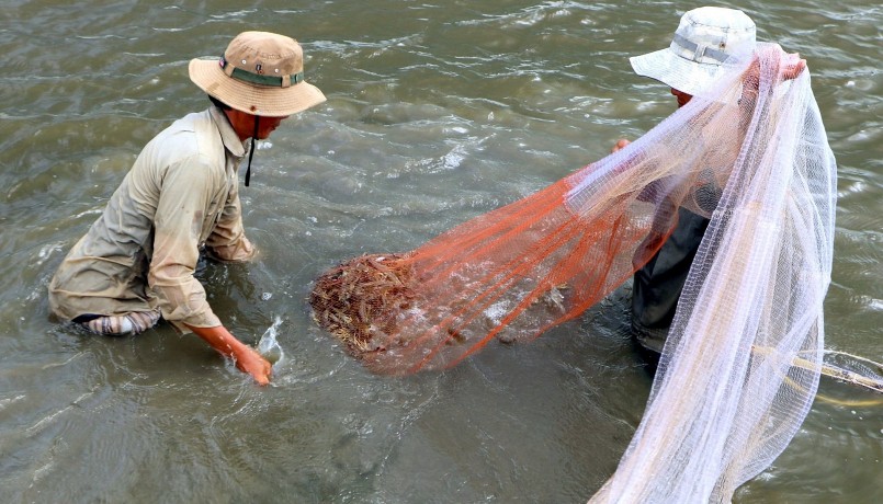 Tôm rớt giá, thu nhập của nhiều người nuôi giảm khiến kinh tế gia đình nuôi tôm ở Cà Mau rơi vào cảnh khó. 