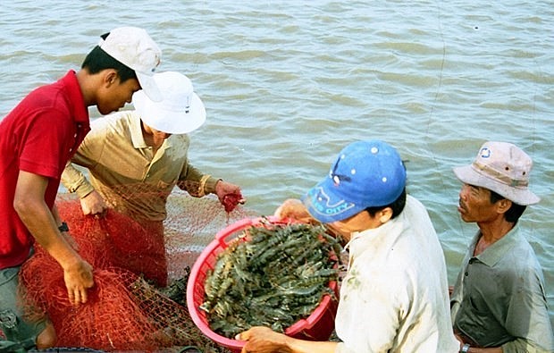Người nuôi tôm hết lo dịch bệnh giờ lo giá rớt, thua lỗ triền miên.