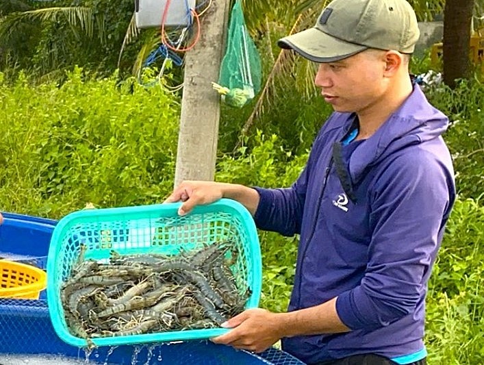 Giá tôm nguyên liệu ở Cà Mau thấp do xuất khẩu gặp khó khăn.