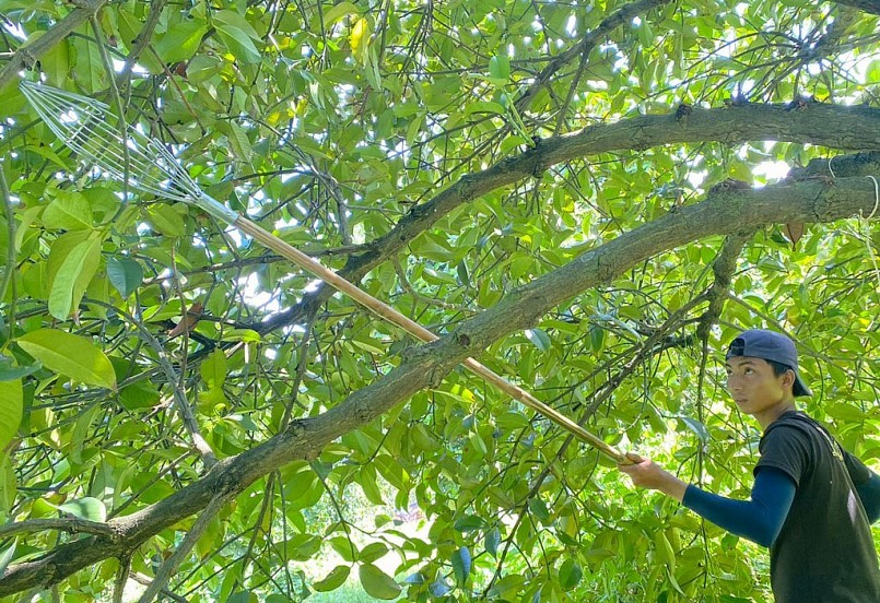 Công nhân thu hoạch măng cụt trong vườn măng cụt rộng 20ha của ông Võ Quan Huy.