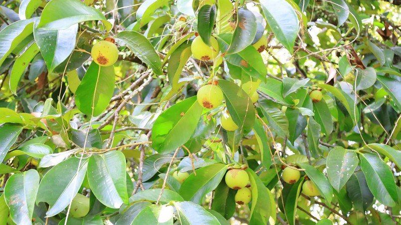 Trái măng cụt có giá trị kinh tế cao và được trồng phổ biến ở miền 