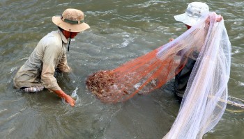 Nuôi tôm quảng canh ở Cà Mau rơi tiền theo con nước, nối tiếp những mùa thất thu