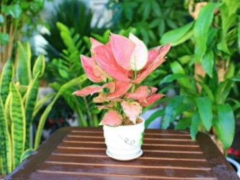 Trồng cây lá đỏ rực như “ăn tiền thiên hạ”, tài lộc không bao giờ hết