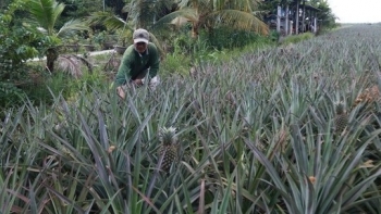 Cây khóm đánh thức vùng đất chua phèn ở rốn lũ Đồng Tháp Mười, thu túc tắc mỗi năm hơn tỷ đồng