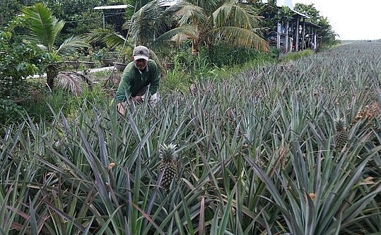 Người dân Tân Phước (tỉnh Tiền Giang) khai hoang rừng tràm ngập nước để trồng khóm.