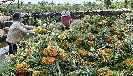 Đến vụ thu hoạch, người dân dùng ghe, xuồng đưa trái khóm về bến...