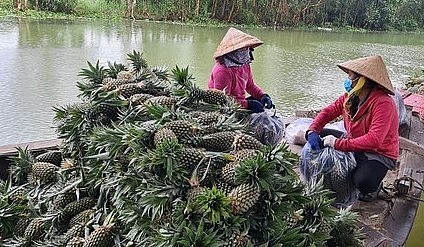 Cây khóm tạo nguồn thu nhập khá cho bà con nông dân huyện Tân Phước, tỉnh Tiền Giang.