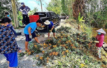 Tấp nập trao đổi mua bán trái khóm Tân Phước, tỉnh Tiền Giang.