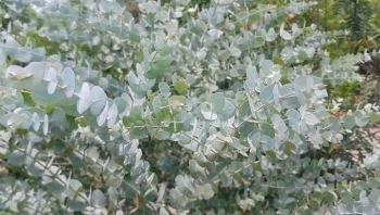 Đặt những loại cây này ở trong nhà sẽ giúp xua đuổi côn trùng