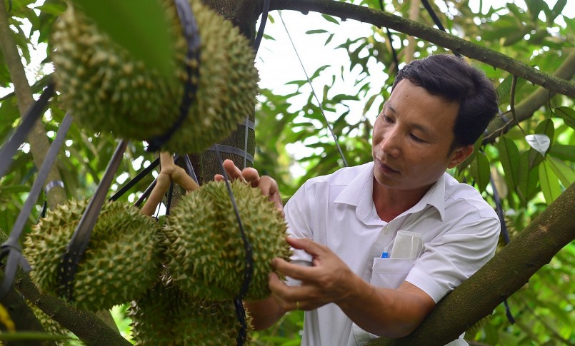 Trong 6 tháng của năm 2023, xuất khẩu sầu riêng của Việt Nam đã lập kỷ lục tăng gấp đôi so với năm 2022.