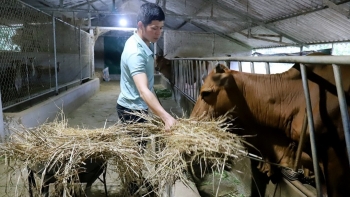 Kỹ sư về quê nhặt cỏ, dọn vườn lập nên trang trại thu 1,5 tỷ đồng từ gà thịt, nhung hươu và bê giống