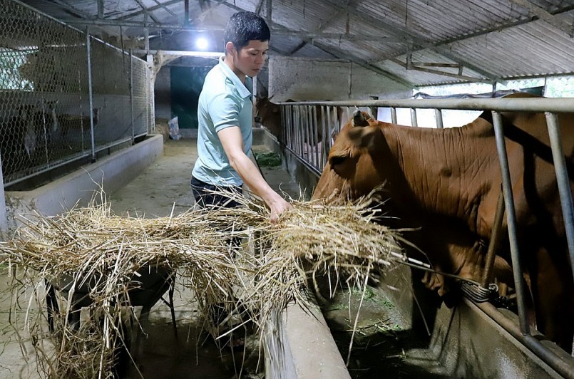 Anh Ngư chăm sóc bò đang nuôi tại trại.