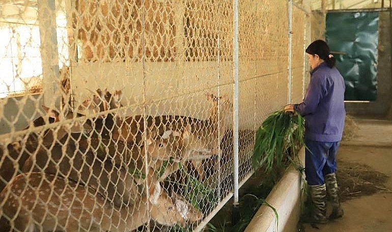 Hiện đàn hươu của vợ chồng anh Ngư có 15 con.