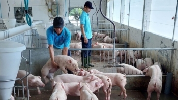 Giá heo hơi hôm nay 27/7: Giảm về đáy 58.000 đồng/kg do áp lực heo nhập lậu và nguy cơ lây lan dịch bệnh