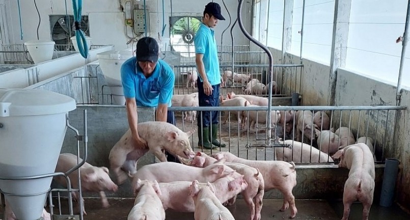 Giá heo hơi hôm nay (27/7) tiếp tục giảm cao nhất 3.000 đồng chạm đáy 58.000 đồng/kg. Giá heo hơi hôm nay (27/7) tiếp tục giảm cao nhất 3.000 đồng chạm đáy 58.000 đồng/kg.