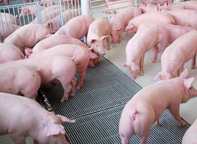 Giá heo hơi hôm nay (27/7) giá heo sẽ còn nhiều biến động do sức mua giảm và tình trạng heo nhập lậu có giá rẻ. Giá heo hơi hôm nay (27/7) giá heo sẽ còn nhiều biến động do sức mua giảm và tình trạng heo nhập lậu có giá rẻ.