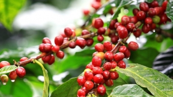 Giá nông sản hôm nay 27/7: Bật tăng trở lại trên sàn kỳ hạn, hồ tiêu chững lại ngóng diễn biến nguồn cung