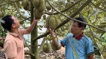 Hợp tác xã trồng sầu riêng lớn nhất cả nước bị thu hồi giấy phép khiến 2.600 hộ dân hoang mang