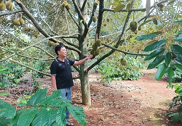 Thời điểm này, vùng sầu riêng tại huyện Krông Pắk chuẩn bị cho thu hoạch.