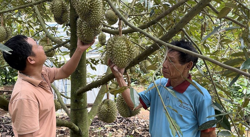 Toàn Hợp tác xã đang có 2.600 hộ dân tham gia với diện tích 1.260ha sầu riêng.