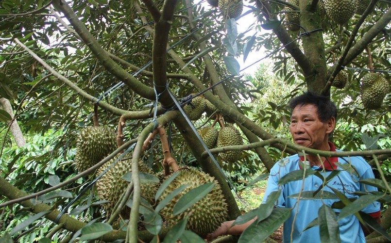 Các cấp chính quyền địa phương đang khẩn trương vào cuộc xử lý vấn đề xuất khẩu sầu riêng khi HTX bị thu hồi giấy phép.