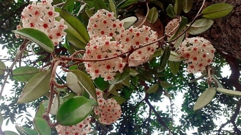 Trồng hoa lan cẩm cù nhớ 4 mẹo này, hoa nở thành quả bóng lớn, hương thơm đầy nhà