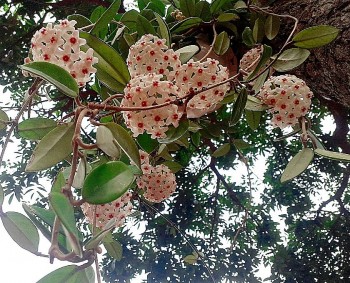 Trồng hoa lan cẩm cù nhớ 4 mẹo này, hoa nở thành quả bóng lớn, hương thơm đầy nhà