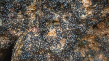 Loại rau dại mọc trên đá nay thành đặc sản, bán giá 300.000 đồng/kg vẫn đắt khách