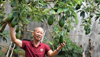 Ông nông dân tạo ra giống bơ lạ quả to dài nửa mét bán gấp 3 lần bơ thường, mỗi năm cung cấp gần vạn cây giống