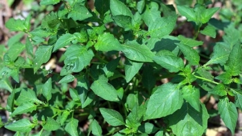 Một loại rau hiếm có ở thành phố, vừa ngon lại có tác dụng chữa bệnh