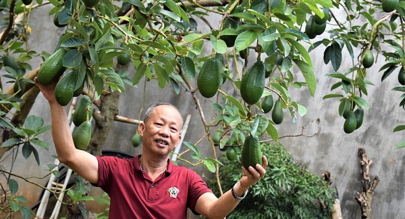 Bơ sáp vàng nhãn hiệu độc quyền “Bơ ông Tĩnh” vẫn giữ giá ổn định 60.000 đồng/kg trong vòng 5 năm qua. Bơ sáp vàng nhãn hiệu độc quyền “Bơ ông Tĩnh” vẫn giữ giá ổn định 60.000 đồng/kg trong vòng 5 năm qua.