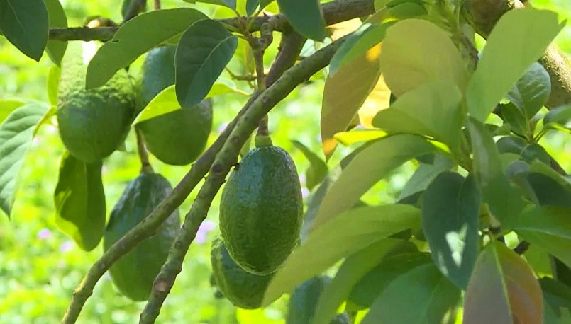 Bơ sáp vàng là giống bơ do ông Tĩnh lai ghép từ 2 giống bơ sáp và bơ nước. Bơ sáp vàng là giống bơ do ông Tĩnh lai ghép từ 2 giống bơ sáp và bơ nước.