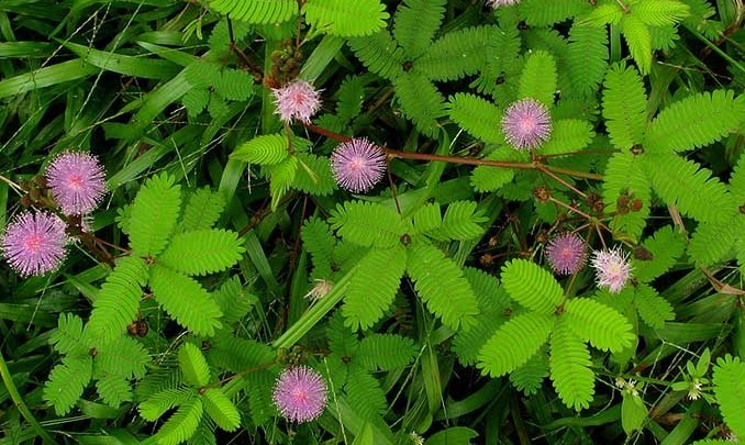 Cây xấu hổ có tác dụng trong y học cổ truyền và y học hiện đại 