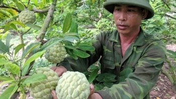 Trồng na VietGAP quả to tròn và đều chưa tới vụ thương lái đã đặt hàng thu 300 triệu/ha