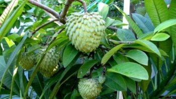 Trồng giống na nhập khẩu quả to như cái bát, có bao nhiêu thương lái cũng mua hết 150.000 đồng/kg