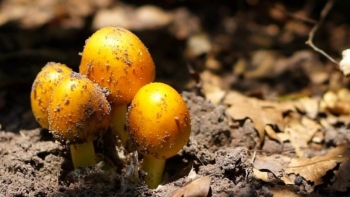 Đặc sản "Trứng gà chồi lên từ đất" hiếm có, giá nửa triệu đồng/kg