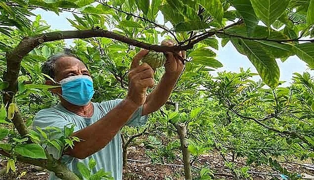 Với 1,4 ha trồng na, ông Bùi Văn Nhương ước thu khoảng 15 - 16 tấn na chính vụ.