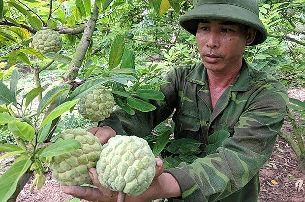 TP Chí Linh có gần 900 ha na, trồng tập trung ở các phường Hoàng Tiến, Bến Tắm…