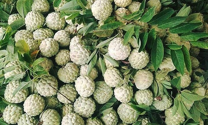 Na Chí Linh cho thu hoạch từ cuối tháng 7, chính vụ vào tháng 8.